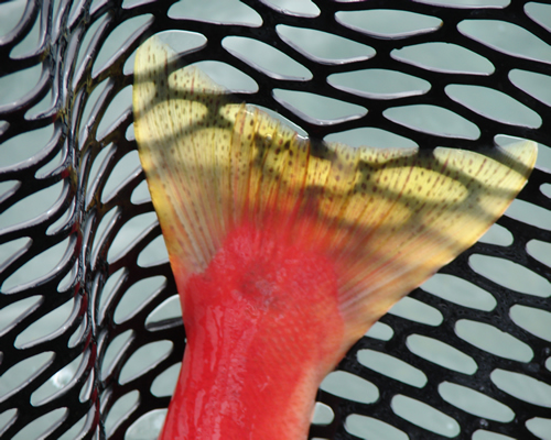 Red salmon